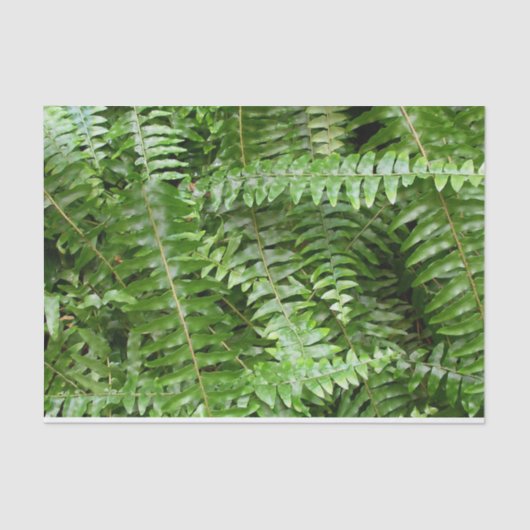 Papier Mousseline Fermer Fronds I Green Nature (Recto)