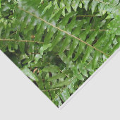Papier Mousseline Fermer Fronds I Green Nature (Détail)