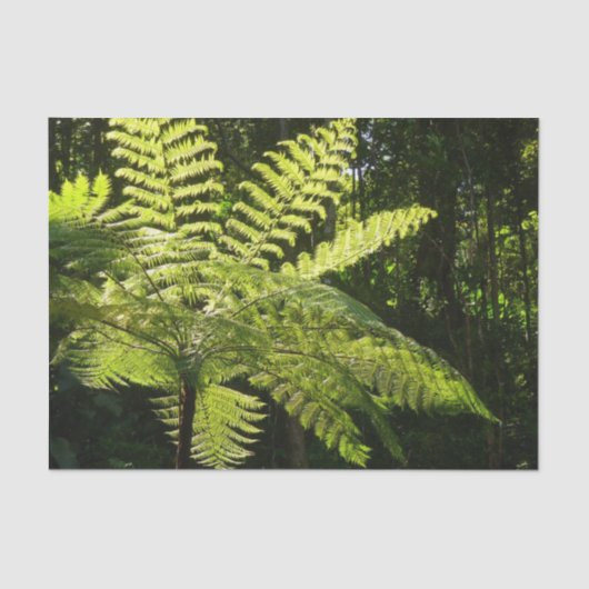 Papier Mousseline Ferne arborescente dans la forêt tropicale (Recto)