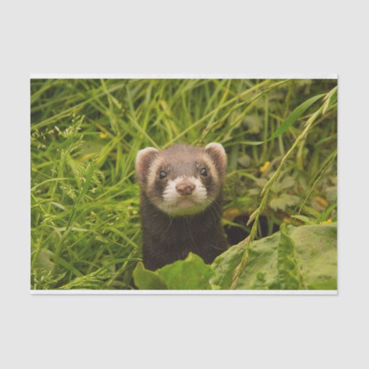 Papier Mousseline Ferret Brown dans l'herbe (Recto)