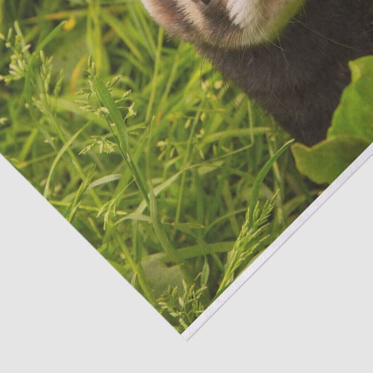 Papier Mousseline Ferret Brown dans l'herbe (Détail)