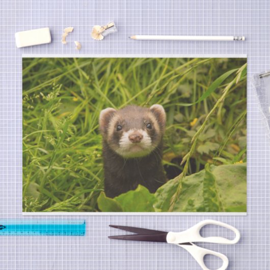 Papier Mousseline Ferret Brown dans l'herbe (Artisanat)