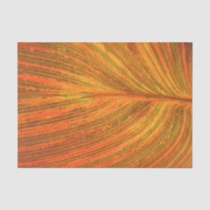 Papier Mousseline Feuille de Canna