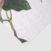 Papier Mousseline Feuille d'éléments de journal d'ordure de rose de (Détail)