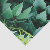 Papier Mousseline Feuilles de raisins verts (Détail)