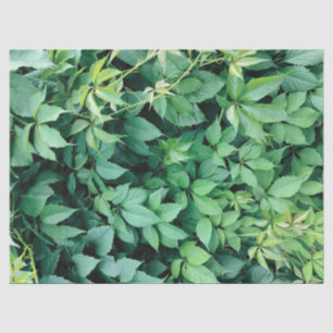 Papier Mousseline Feuilles de raisins verts