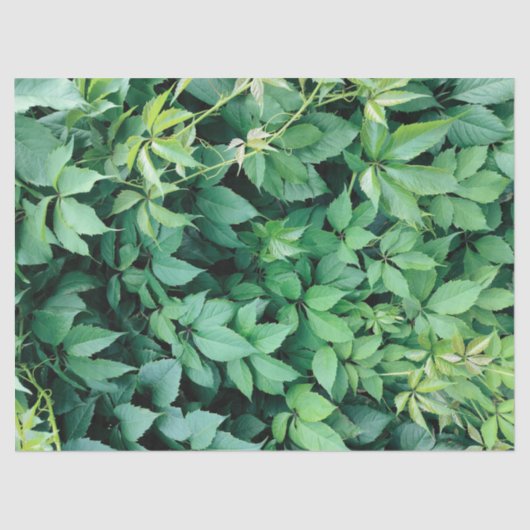 Papier Mousseline Feuilles de raisins verts (Recto)