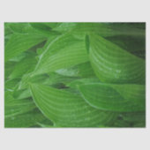 Papier Mousseline Feuilles Hosta vertes avec Raindrops Tissu Paper (Recto)