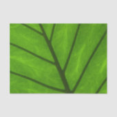 Papier Mousseline Feuilles verts, Arrière - plan feuille, feuille, f (Recto)