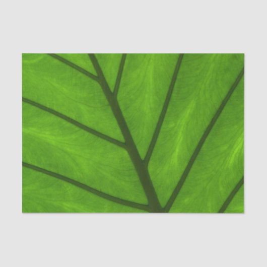 Papier Mousseline Feuilles verts, Arrière - plan feuille, feuille, f (Recto)