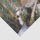 Papier Mousseline Finch assis sur la branche de pin (Détail)