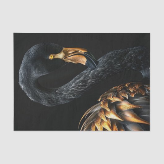 Papier Mousseline Flamant rose noir et or5 (Recto)