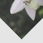Papier Mousseline Fleur blanche d'Hosta (Détail)