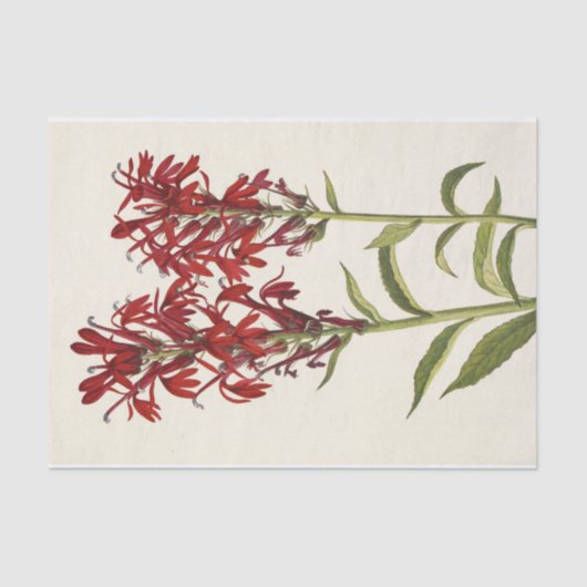 Papier Mousseline Fleur cardinale par Mary Vaux Walcott (Recto)