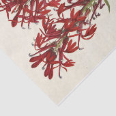 Papier Mousseline Fleur cardinale par Mary Vaux Walcott (Détail)
