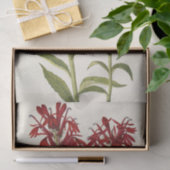 Papier Mousseline Fleur cardinale par Mary Vaux Walcott (Cadeau)