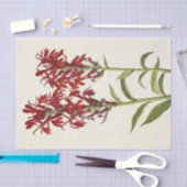 Papier Mousseline Fleur cardinale par Mary Vaux Walcott (Artisanat)