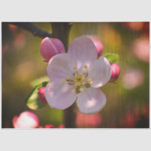 Papier Mousseline Fleur d'Apple