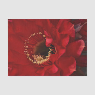 Papier Mousseline Fleur de Cactus de champ