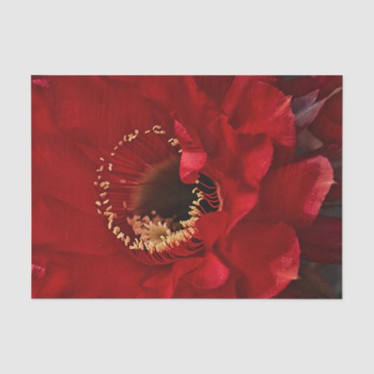 Papier Mousseline Fleur de Cactus de champ (Recto)