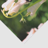 Papier Mousseline Fleur De Colonnette Blanche Et Déchoupage D'Abeill (Détail)