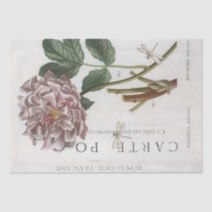Papier Mousseline Fleur de pivoine rose Botanique Français Dragonfly