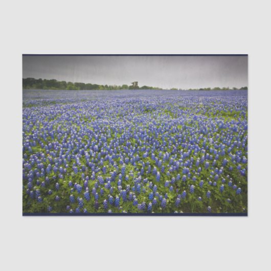 Papier Mousseline Fleur d'état bleue du Texas de champ de Bluebonnet (Recto)