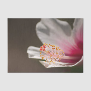 Papier Mousseline Fleur d'Hibiscus hawaïen rose et blanc tropical