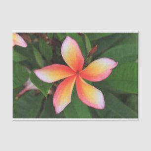 Papier Mousseline Fleur Frangipani