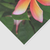 Papier Mousseline Fleur Frangipani (Détail)