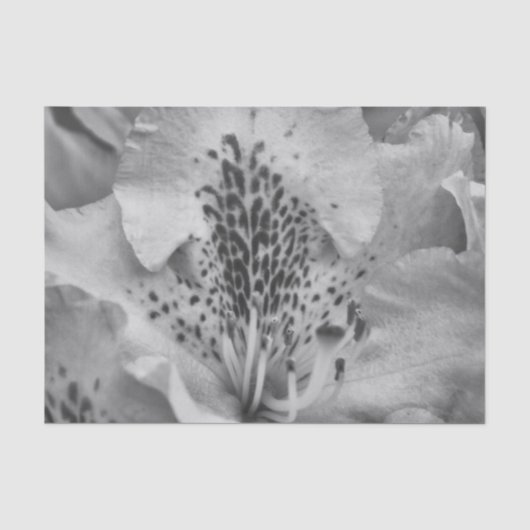 Papier Mousseline fleur grise (Recto)