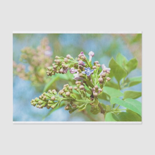 Papier Mousseline Fleur Lilac - Primus Inter Pares (Recto)