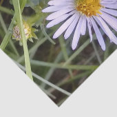 Papier Mousseline fleur marguerite sauvage (Détail)