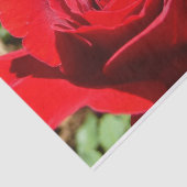 Papier Mousseline Fleur rose rouge vif Belle florale (Détail)