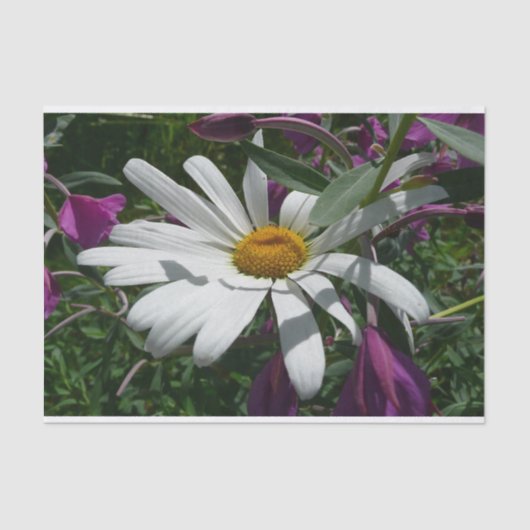 Papier Mousseline Fleur sauvage Daisy et Fireweed (Recto)