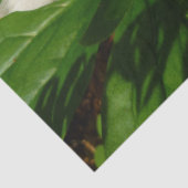 Papier Mousseline Fleur sauvage de printemps blanc Trillium Flower (Détail)