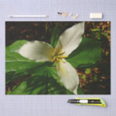 Papier Mousseline Fleur sauvage de printemps blanc Trillium Flower (Artisanat)