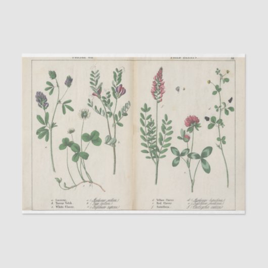 Papier Mousseline Fleur sauvage rose et vert (Recto)