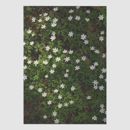 Papier Mousseline Fleurs blanches de printemps en forêt (Recto)