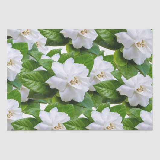 Papier Mousseline Fleurs de gardenia blanches et vert (Recto)