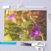 Papier Mousseline Fleurs de gloire violet sauvage du matin Découpage (Artisanat)