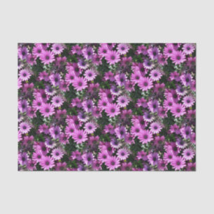 Papier Mousseline Fleurs de marguerite africaine violet Motif de la 