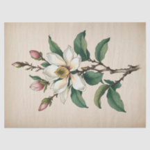 Fleurs Magnolia