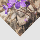Papier Mousseline Fleurs pourpres Hepatica (Détail)