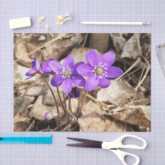 Papier Mousseline Fleurs pourpres Hepatica (Artisanat)
