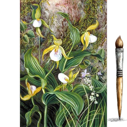 Papier Mousseline Fleurs sauvages de Simla, Inde par Marianne North