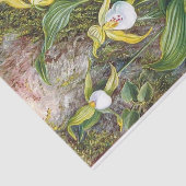 Papier Mousseline Fleurs sauvages de Simla, Inde par Marianne North (Détail)