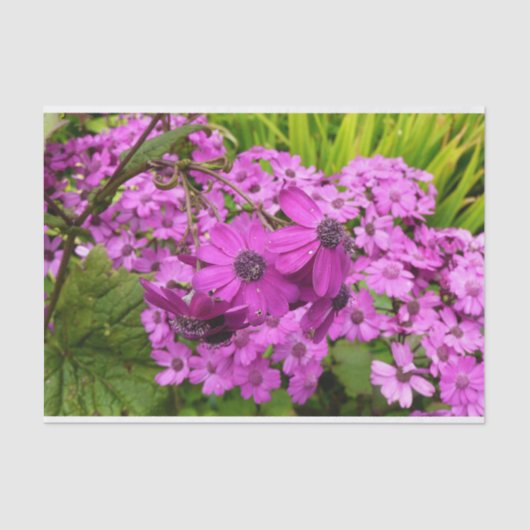 Papier Mousseline Fleurs violettes de San Francisco (Recto)