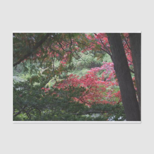 Papier Mousseline Forêt d'automne (Recto)