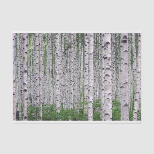 Papier Mousseline Forêt de Birch Nature (Recto)